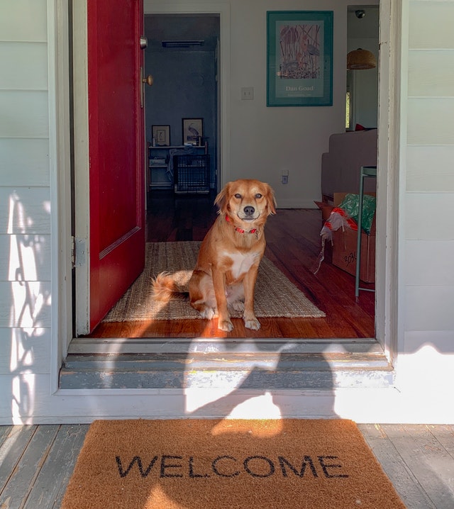 Introducing a House Cleaner to Your Dog and Home