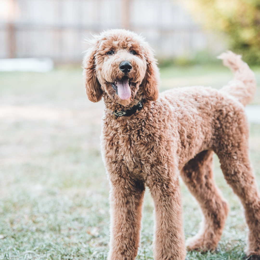 Curbicus Large Dogs (35+ lbs)