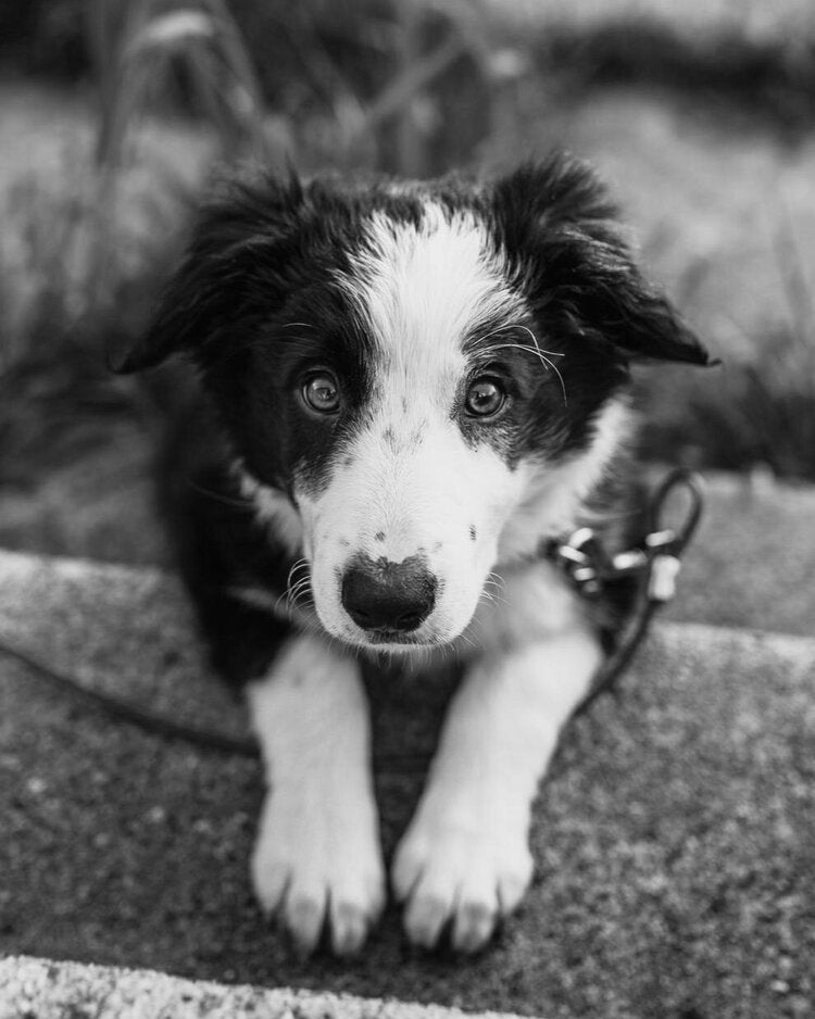 Safety Around Dogs: What To Teach Your Kids