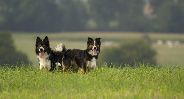 Zoomies: A Quick Rundown on Herding Dogs