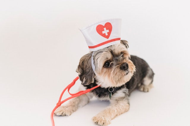 Working Dogs During Covid: How They Help Us and How We Can Help Them