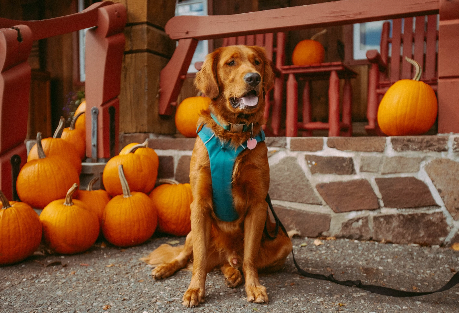 Curbicus - Halloween Safety Tips for Dog Owners - Cara Broel