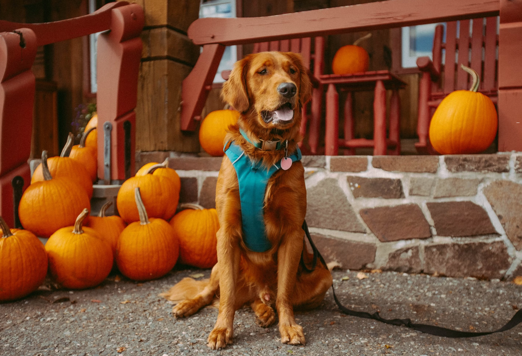 Curbicus - Halloween Safety Tips for Dog Owners - Cara Broel