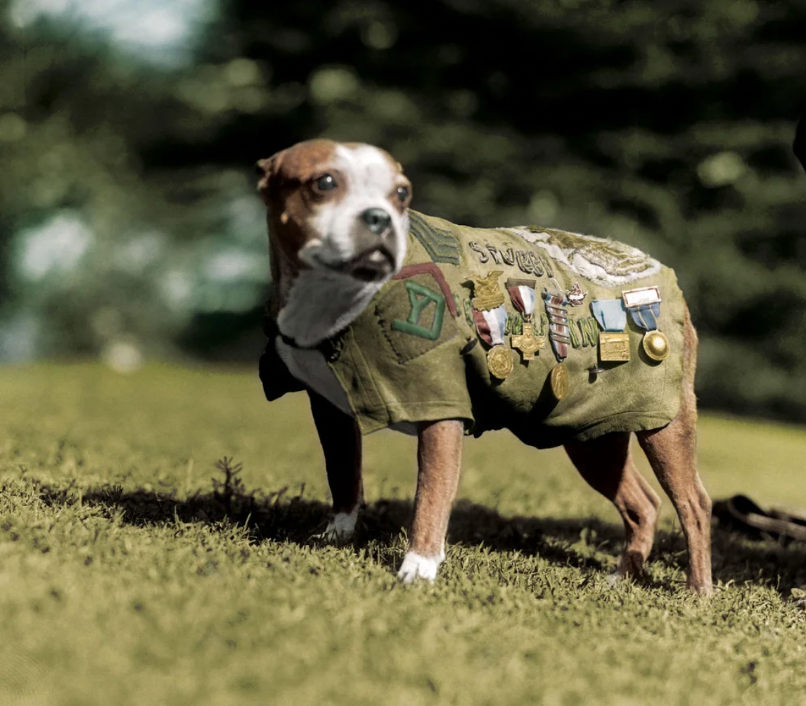Dogs Making History: Sergeant Stubby