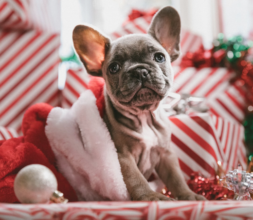 Curbicus' Gift Guide for the Holidays