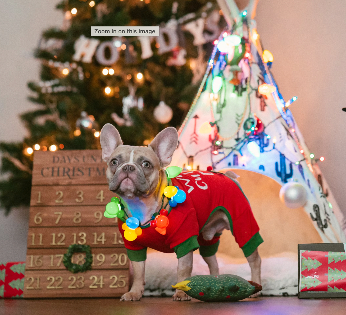 Holiday Safety Tips for Dog Owners - Cara Broel