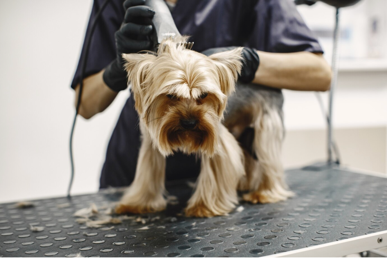 Launching an Eco-Friendly Pet Care Business: A Guide to Sustainable Success