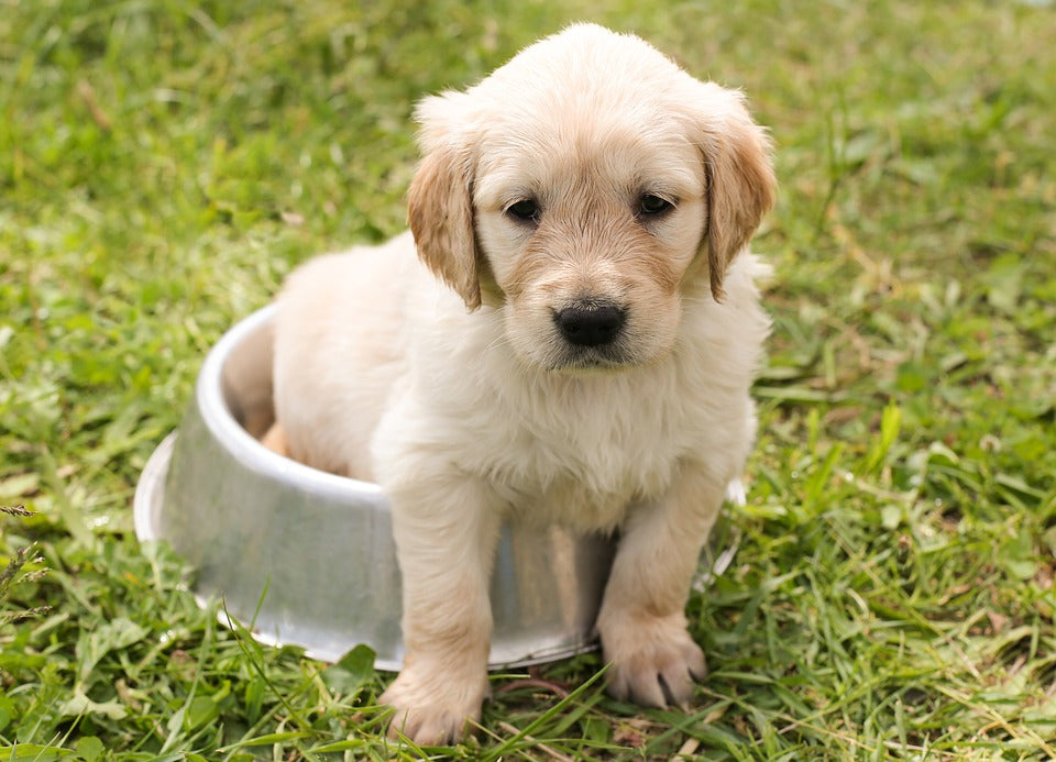 How to Start a Pet Care Business