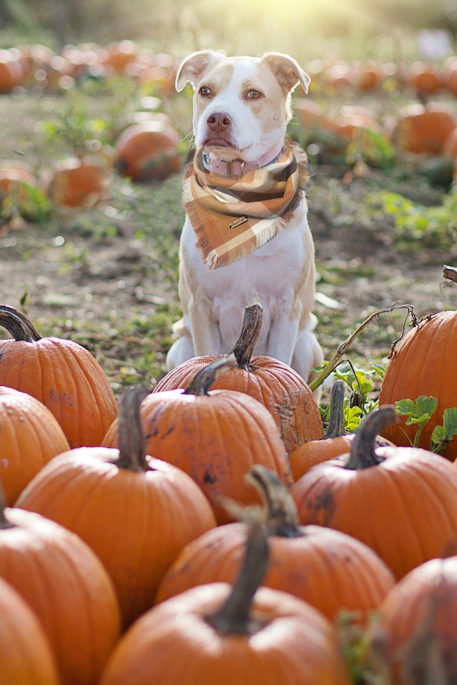 5 Fall Activties That Your Furry Friend is Sure to Adore