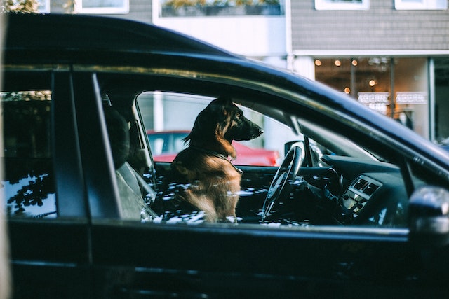 Why You Should Never Leave Your Dog in A Hot Car!