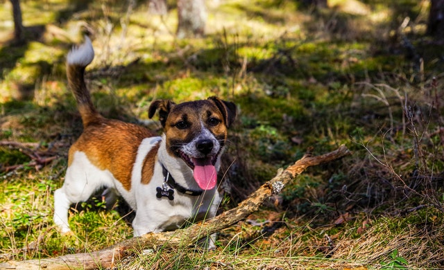 What the sh*t? The content of your dog's poop can be indicative of health problems