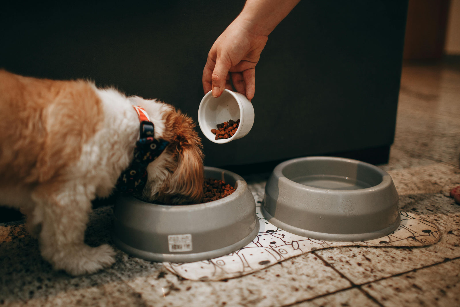 The Rise of Smart Pet Feeders: Convenience and Sustainability in Pet Care