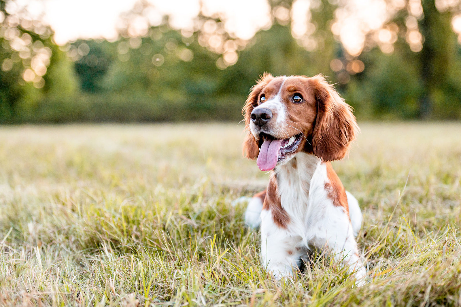 Dog Puns That Will Brighten Your Day — Thanks “Fur” Reading!